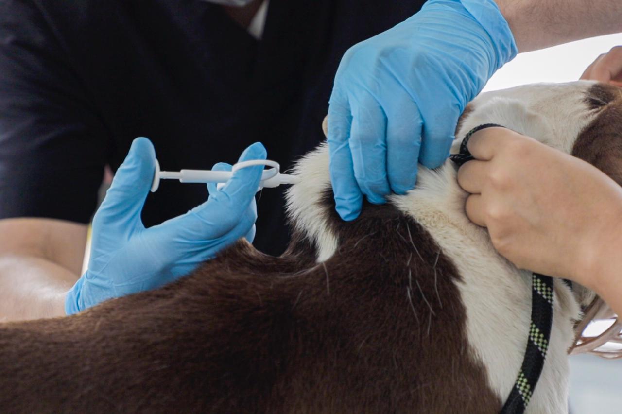 La implantación de un chip GPS para gatos por parte de un veterinario: entre la información y la desinformación