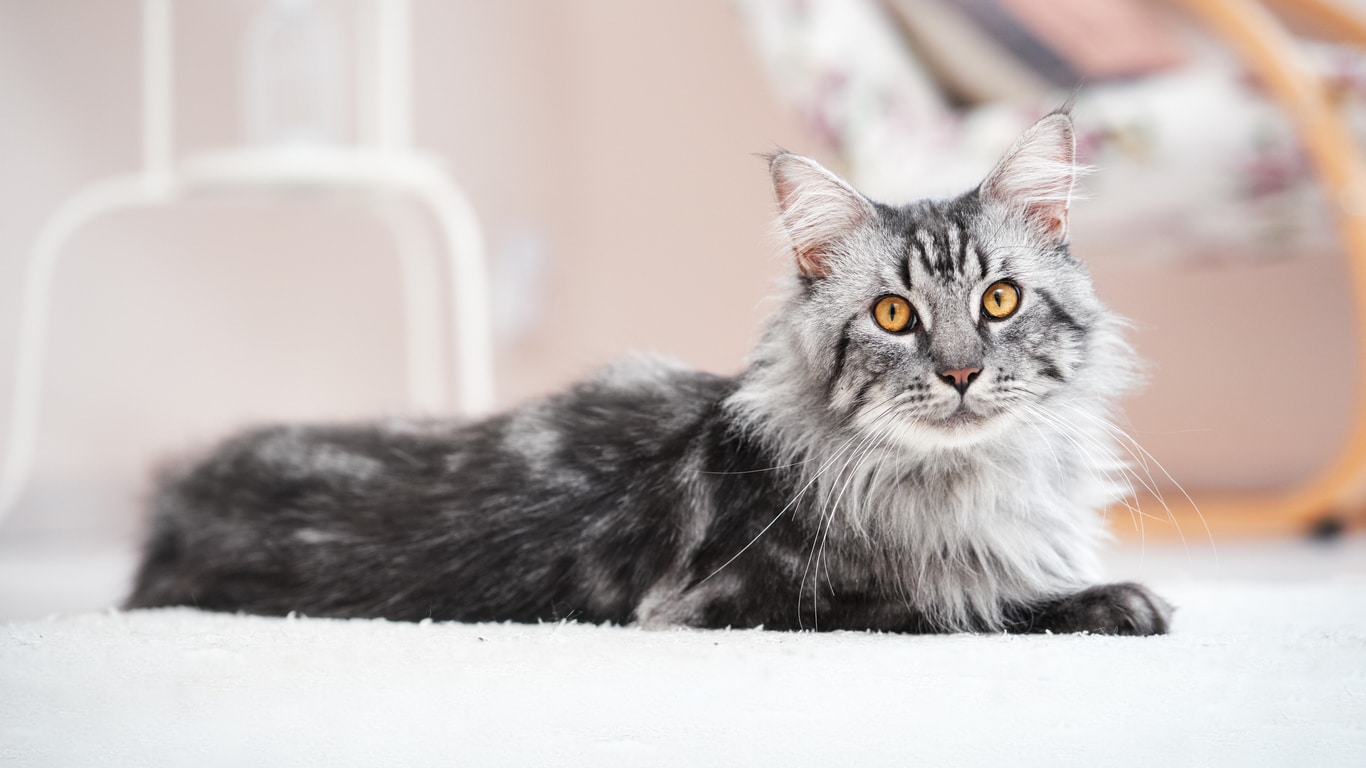 Las 10 razas de gatos más populares de los franceses en 2019