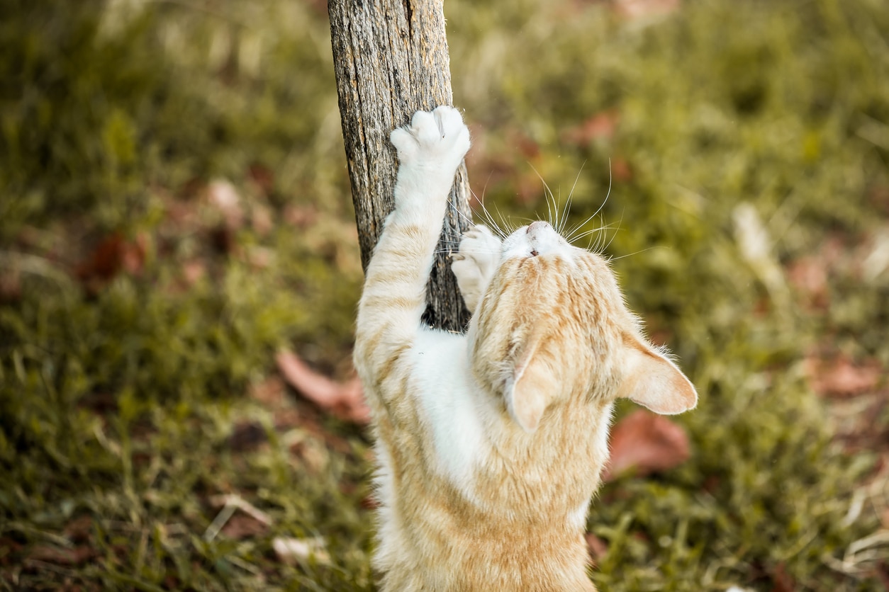 9 cosas que le gustan especialmente a tu gato 9 cosas que le gustan especialmente a tu gato