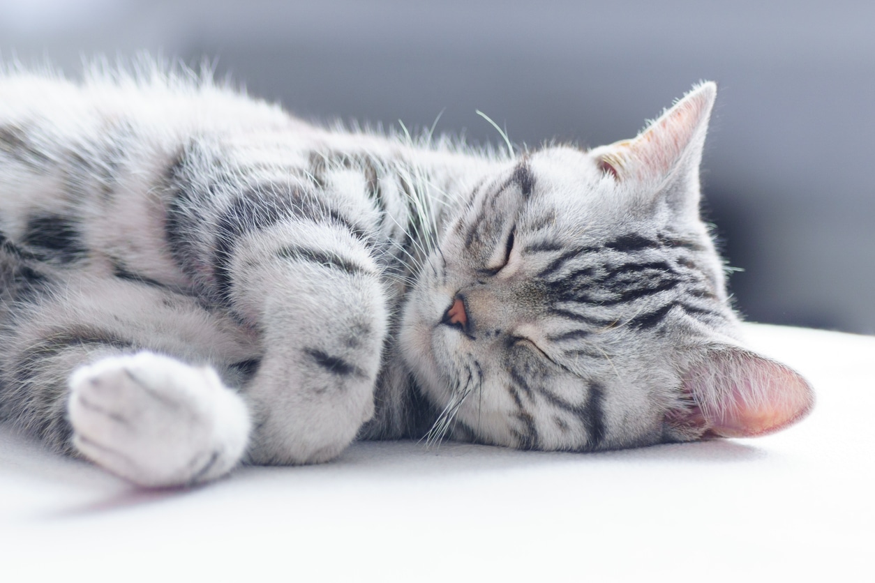 Posiciones para dormir de los gatos: ¡descubre su significado!
