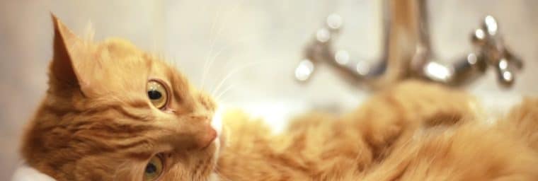 ¿Cómo se lava a un gato sin arañarlo?